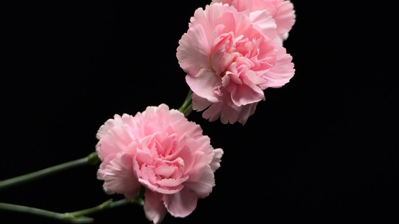 Цветы: язык природы от студии флористики Miracle Flowers