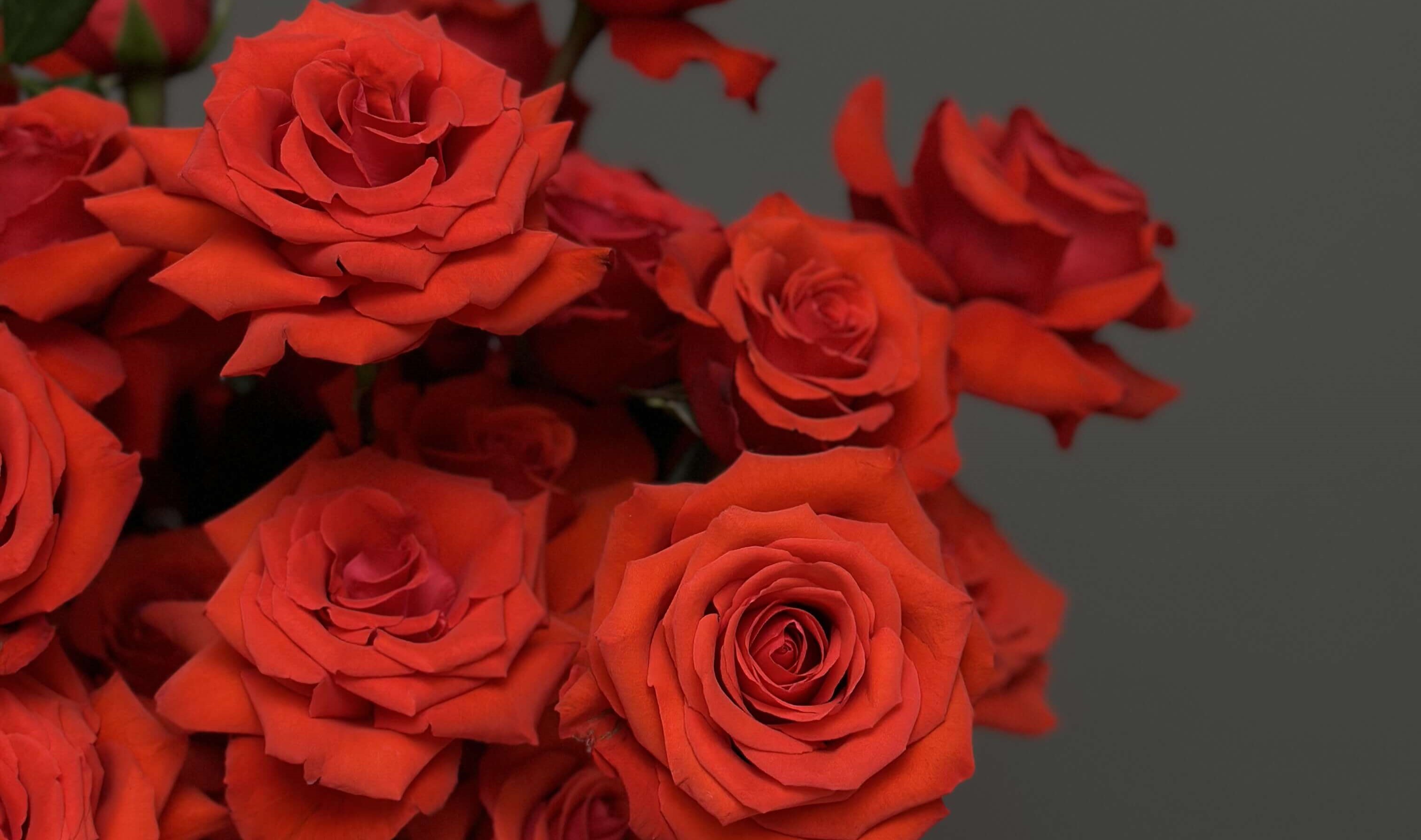 Цветы – идеальный подарок на 14 февраля от Miracle Flowers